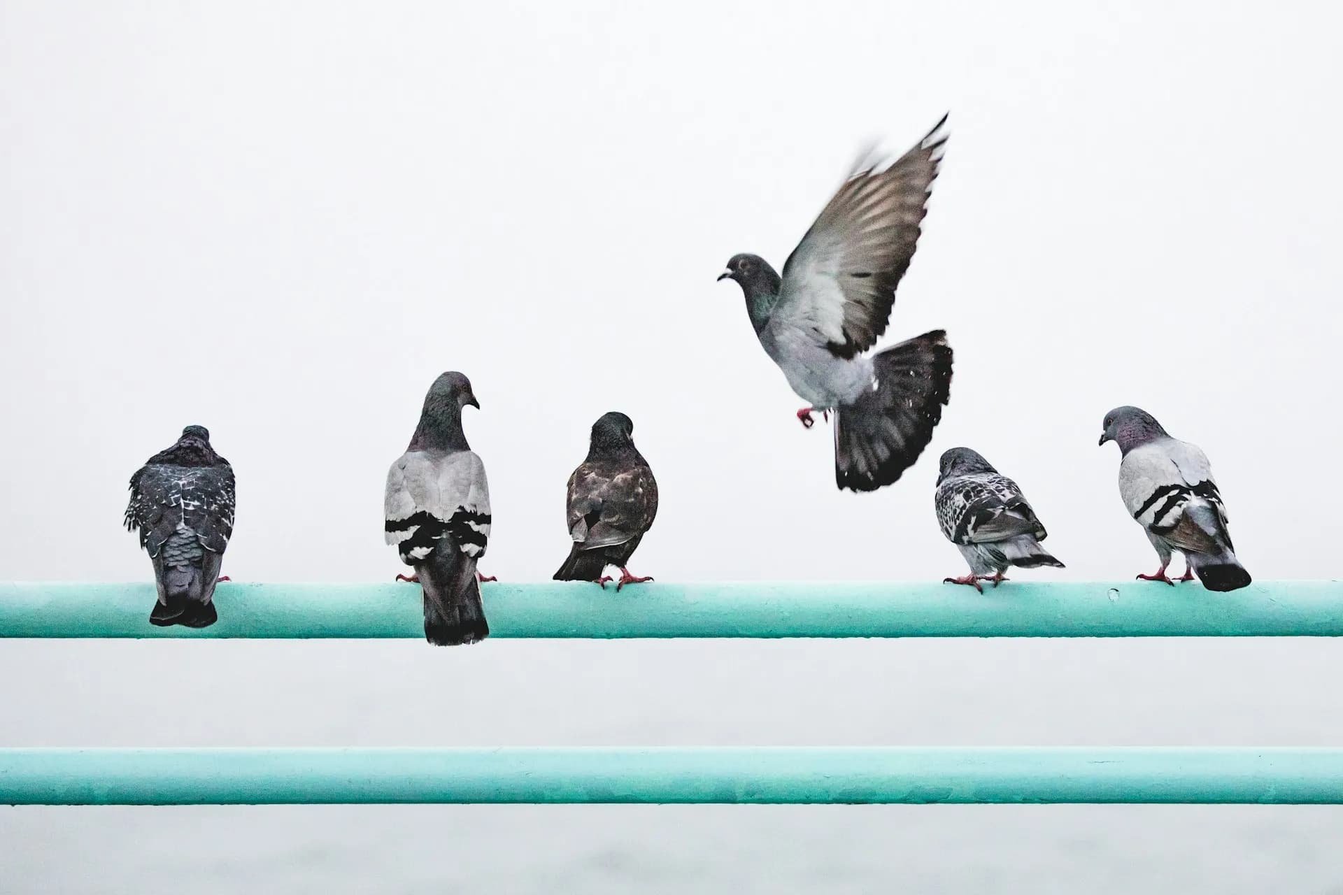 Safe Haven specialist performing humane commercial bird removal