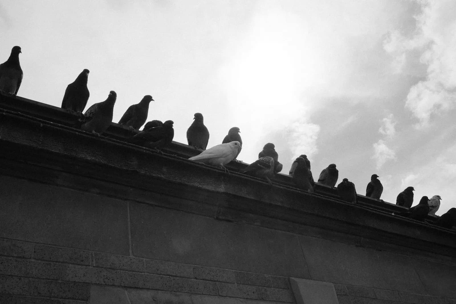 Bird exclusion netting and deterrent installation