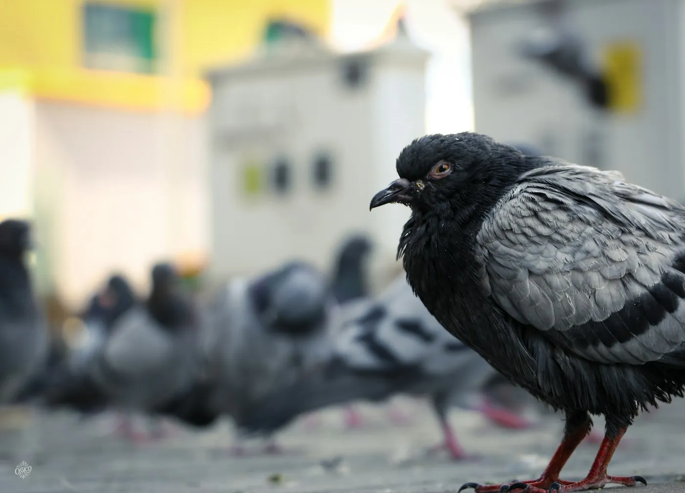 Interior bird removal in a commercial warehouse