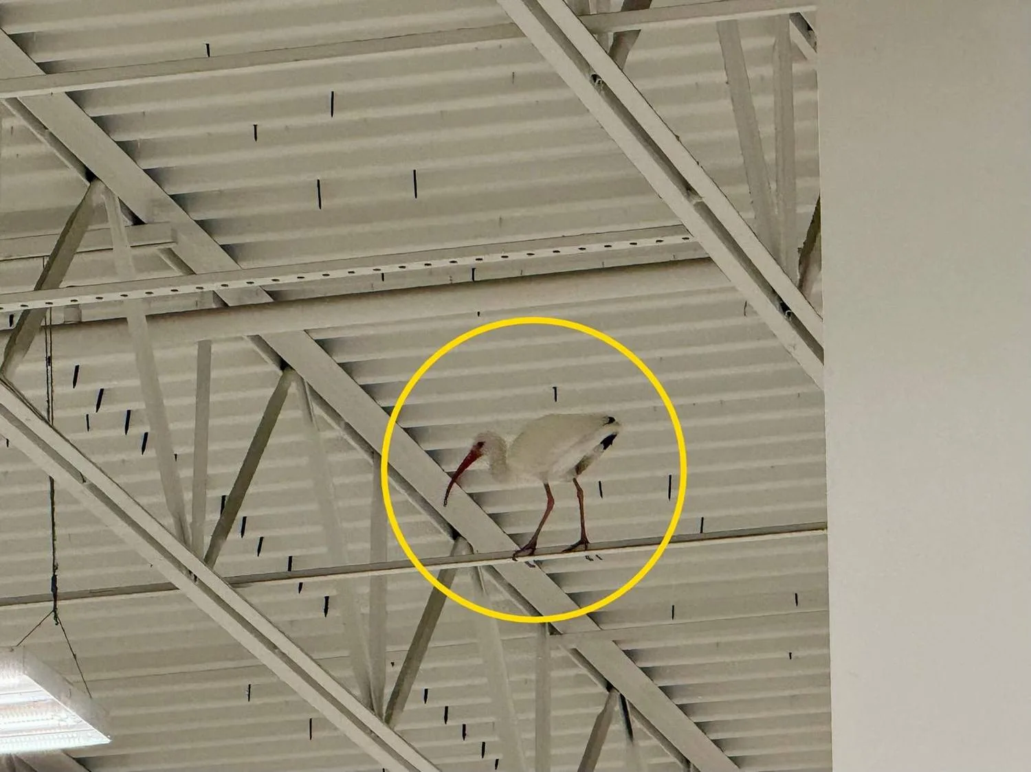 Specialist performing interior bird removal in a commercial warehouse