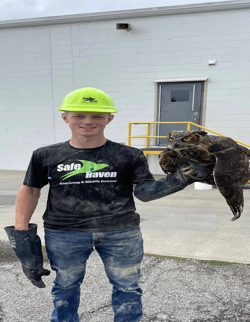 Vulture and bird of prey control on a commercial rooftop